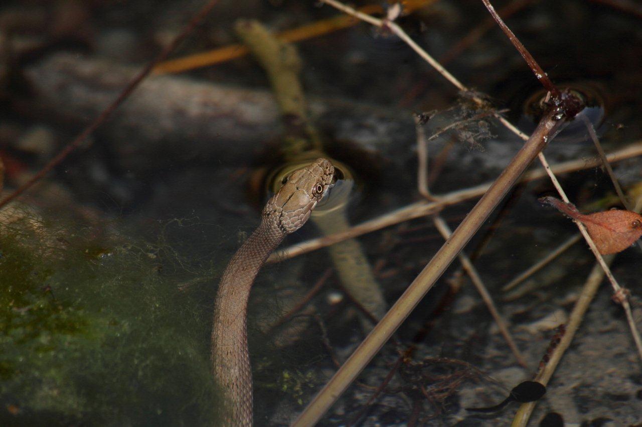 giovane natrix tessellata?